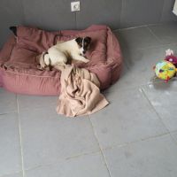 Chiot jack russel #2