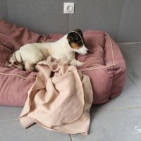 Chiot jack russel #3