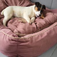 Chiot jack russel #5