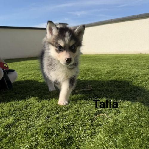 Pomsky mini #0