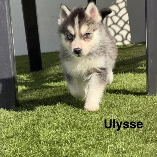 Pomsky mini #2