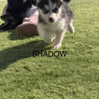 Pomsky mini #3