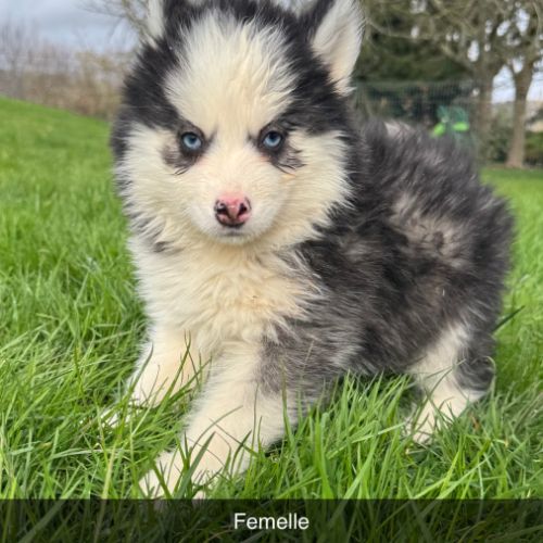 Pomsky mini #1