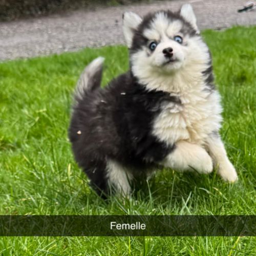 Pomsky mini #0
