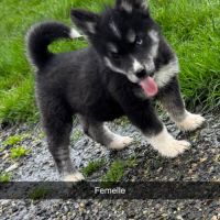 Pomsky mini #4