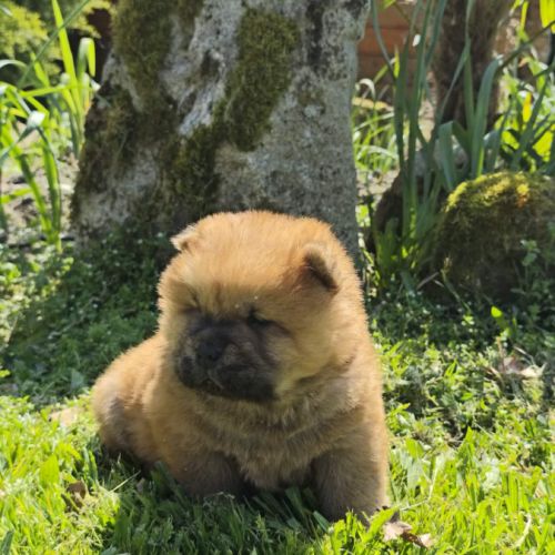 A réserver bébés chow chow #1