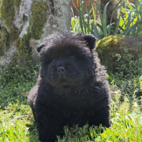 A réserver bébés chow chow