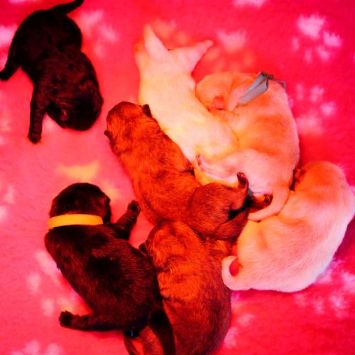 A réserver bébés chow chow #1