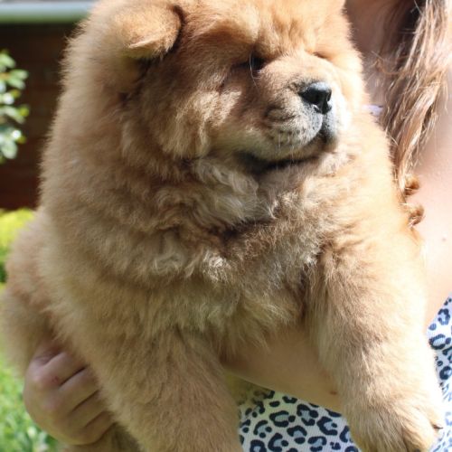 A réserver bébés chow chow #1