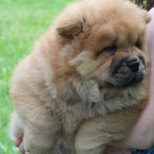 A réserver bébés chow chow #4