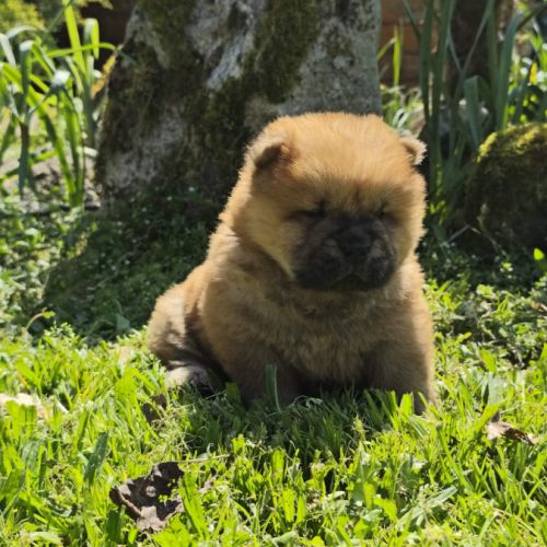 A réserver bébés chow chow #4