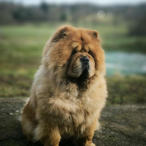 A réserver bébés chow chow #3