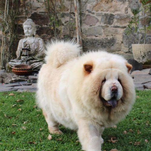 A réserver bébés chow chow #4