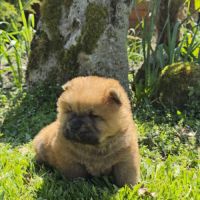 A réserver bébés chow chow #1