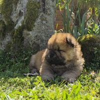 A réserver bébés chow chow #3