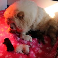 A réserver bébés chow chow #0