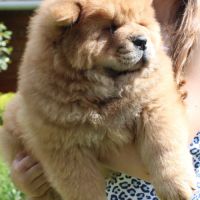 A réserver bébés chow chow #1