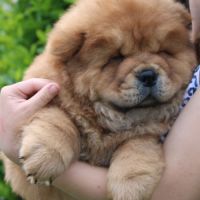 A réserver bébés chow chow #2