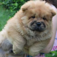 A réserver bébés chow chow
