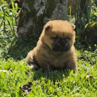 A réserver bébés chow chow #4