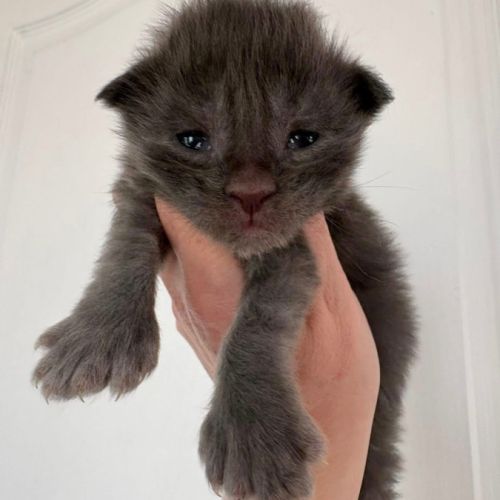 Chatons maine coon mâles #3