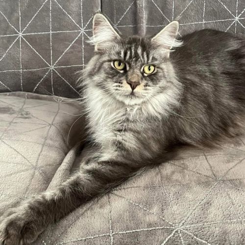 Adorable femelle maine coon polydactyle loof #1