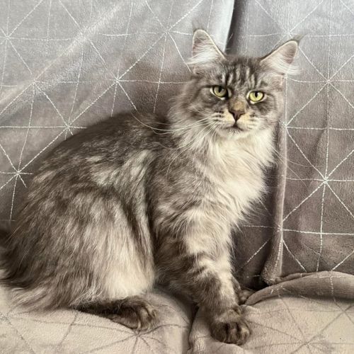 Adorable femelle maine coon polydactyle loof #2