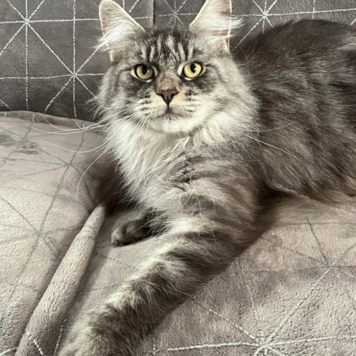 Adorable femelle maine coon polydactyle loof #0