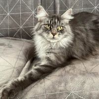 Adorable femelle maine coon polydactyle loof #1
