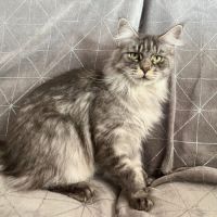 Adorable femelle maine coon polydactyle loof #2