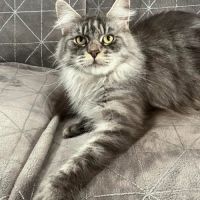 Adorable femelle maine coon polydactyle loof