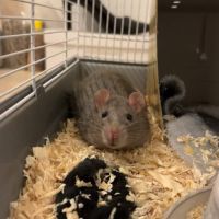 Annonce – don / placement avec participation