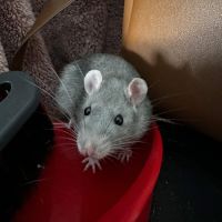 Annonce – don / placement avec participation #7