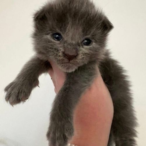 Chatons maine coon mâles blue smoke #0