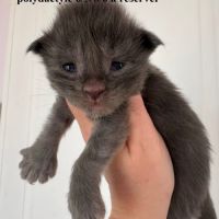 Chatons maine coon mâles blue smoke #2