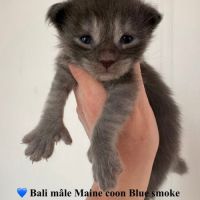Chatons maine coon mâles blue smoke #3