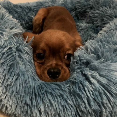 Beau male cavalier king charles ruby #6