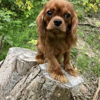 Beau male cavalier king charles ruby