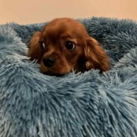 Beau male cavalier king charles ruby #3