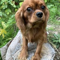 Beau male cavalier king charles ruby #5