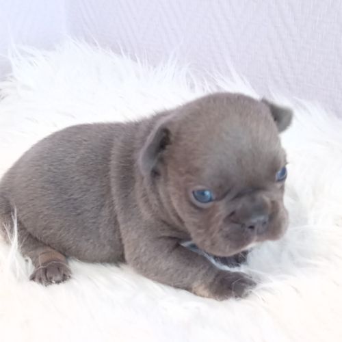 Bouledogue français exotique mâle #0