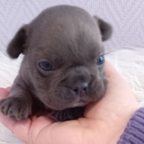 Bouledogue français exotique mâle #4