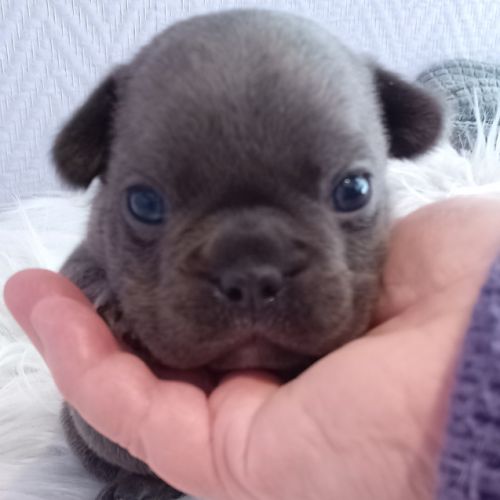 Bouledogue français exotique mâle #5