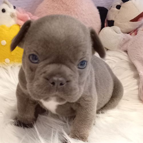 Bouledogue français exotique mâle