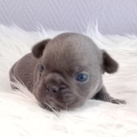 Bouledogue français exotique mâle #1