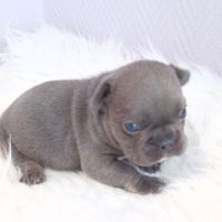 Bouledogue français exotique mâle