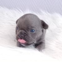 Bouledogue français exotique mâle #3