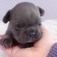 Bouledogue français exotique mâle #4