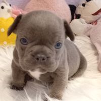 Bouledogue français exotique mâle