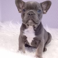 Bouledogue français exotique mâle